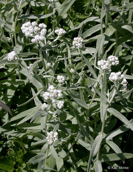 Image of Pearly Everlasting