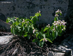Image of flytrap dogbane