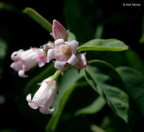 Image of flytrap dogbane