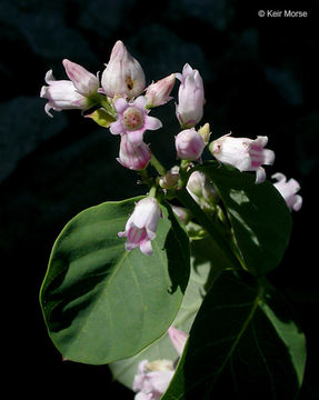 Image of flytrap dogbane