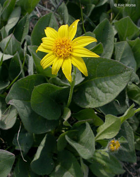 Image of heartleaf arnica