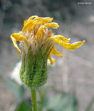 Image of heartleaf arnica