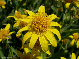 Image of spearleaf arnica