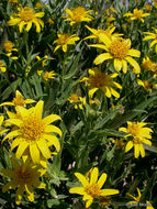 Image of spearleaf arnica