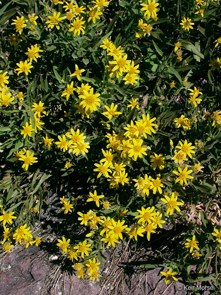 Image of spearleaf arnica