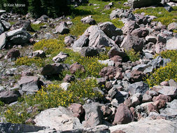 Image of spearleaf arnica