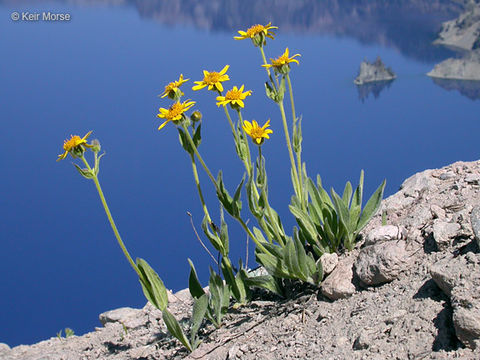 Image of hairy arnica