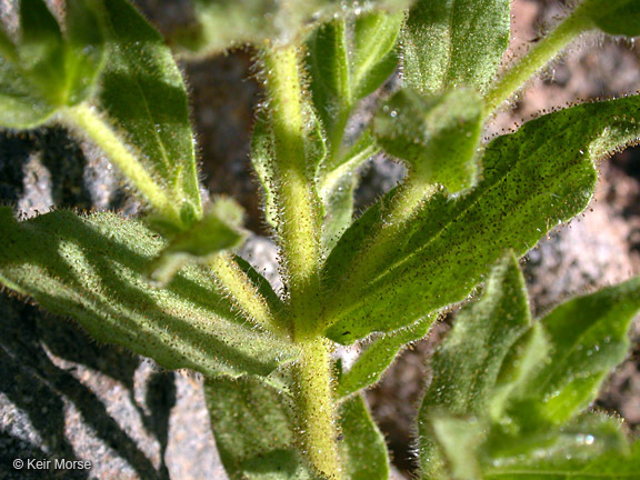 Image of Mt. Shasta arnica