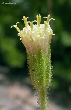 Image of Mt. Shasta arnica