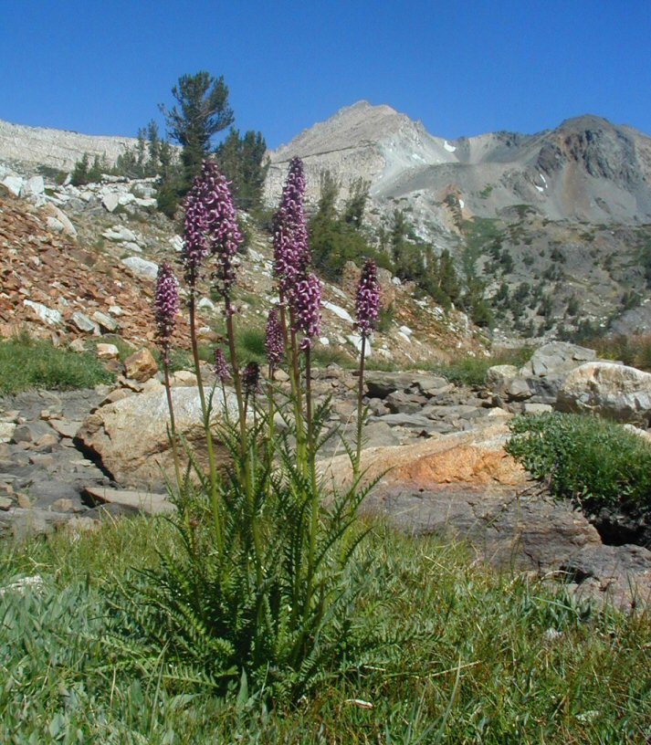 Image of elephanthead lousewort