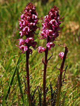 Image of elephanthead lousewort