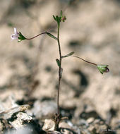 Image of smallflower threadplant