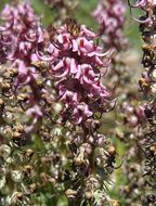 Image of elephanthead lousewort