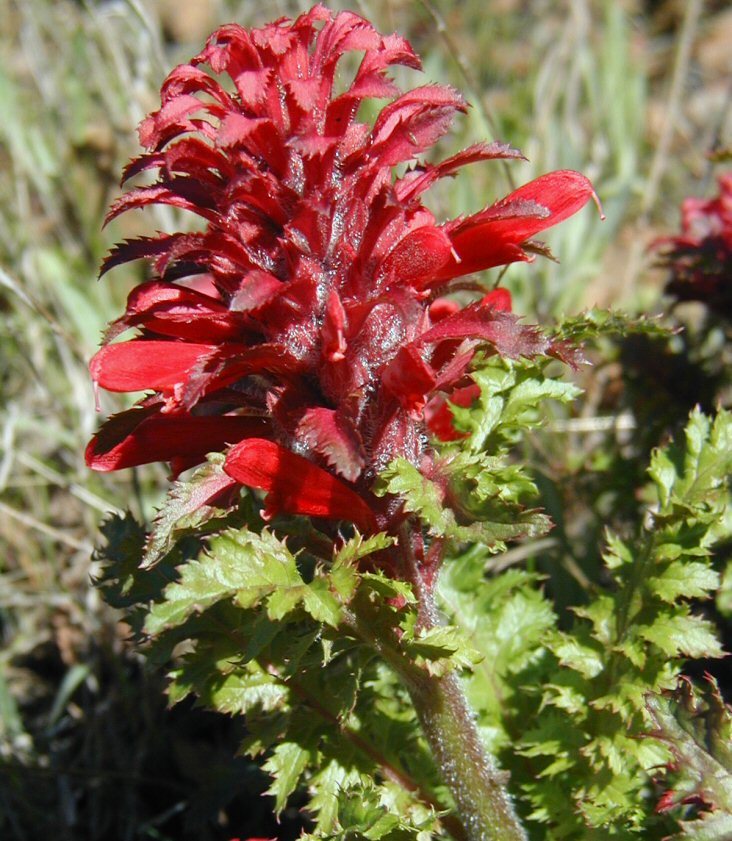 Imagem de Pedicularis densiflora Benth.