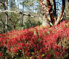 Imagem de Pedicularis densiflora Benth.