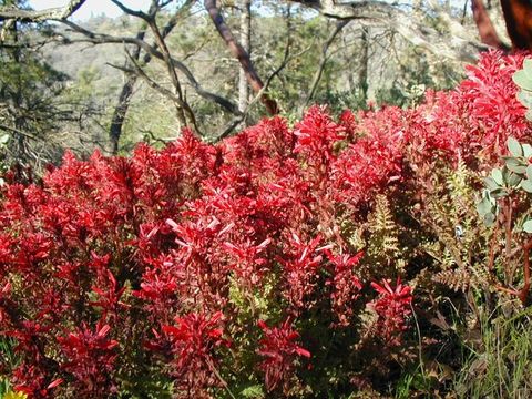 Imagem de Pedicularis densiflora Benth.