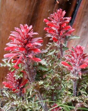 Слика од Pedicularis densiflora Benth.