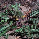 Image of pinewoods lousewort