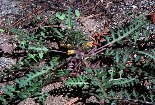 Слика од Pedicularis semibarbata A. Gray