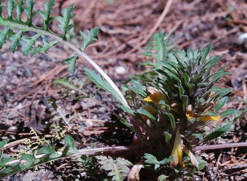 Imagem de Pedicularis semibarbata A. Gray