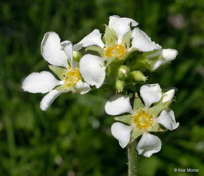 Слика од Boykinia major A. Gray