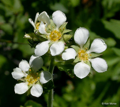 Слика од Boykinia major A. Gray