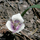 Слика од Calochortus elegans var. nanus Alph. Wood