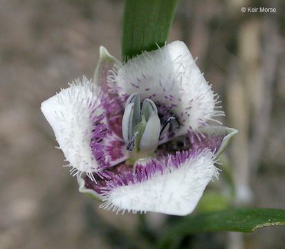 Image of elegant mariposa lily