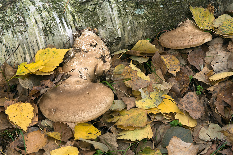 Image of birch polypore