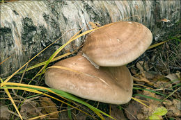 Image of birch polypore