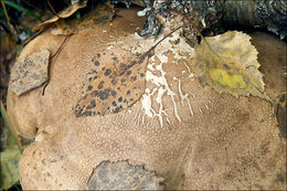 Image of birch polypore