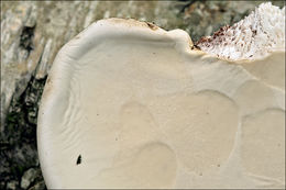 Image of birch polypore