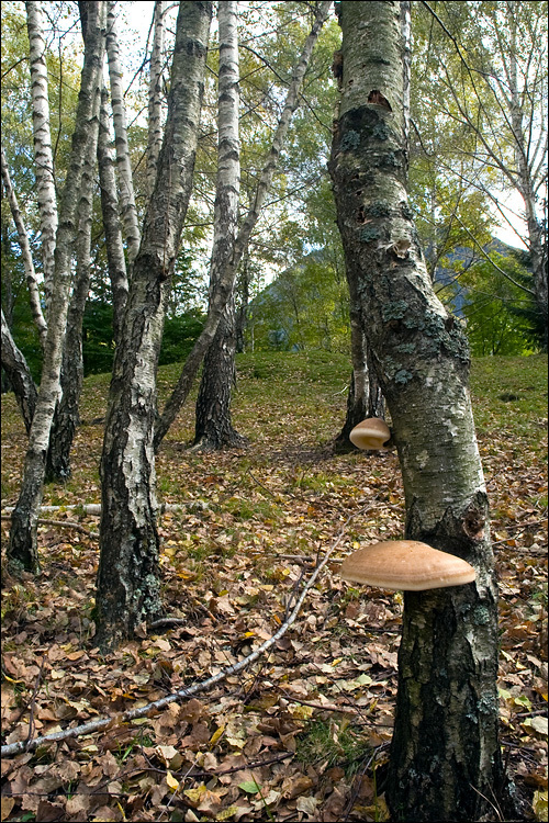 Image of birch polypore