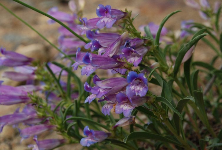 Image of royal penstemon