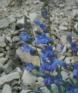 Image of royal penstemon