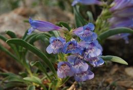 Image of royal penstemon