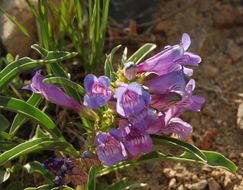 Image of royal penstemon