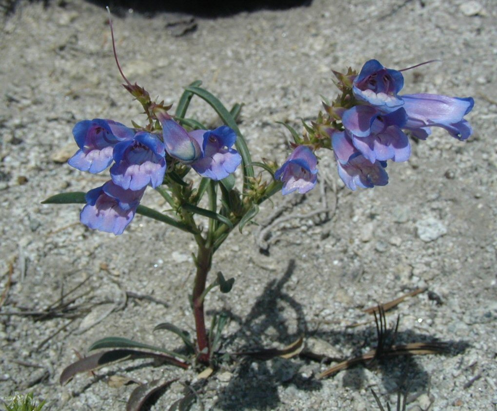 Image of royal penstemon