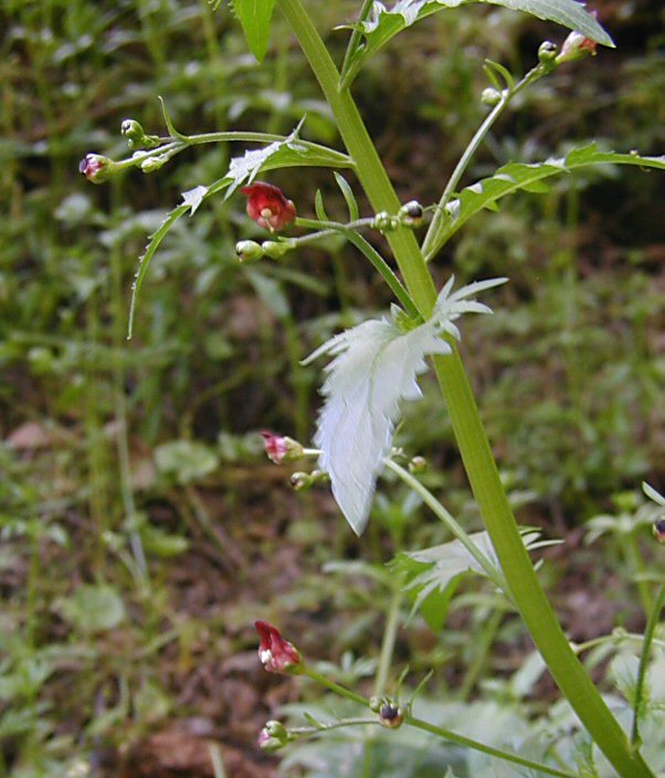 Scrophularia oregana Pennell resmi