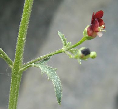 Image of desert figwort