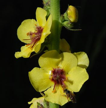 Imagem de Verbascum blattaria L.