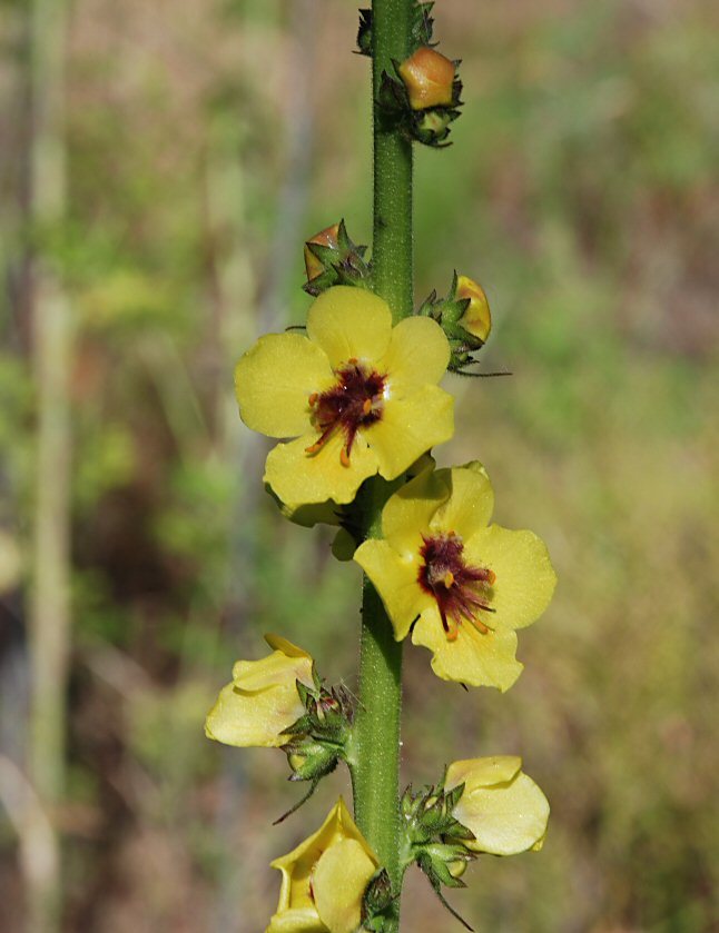 Image of moth mullein