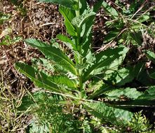 Image of moth mullein