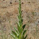 Imagem de Verbascum thapsus L.