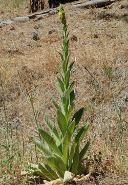 Image of Great Mullein