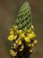 Image of Great Mullein