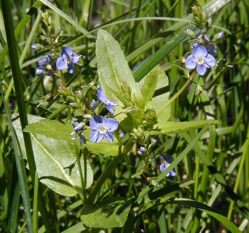 Image of American speedwell