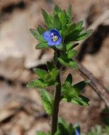 Image of common speedwell