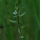 Image of american speedwell