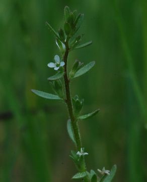 Image of hairy purslane speedwell